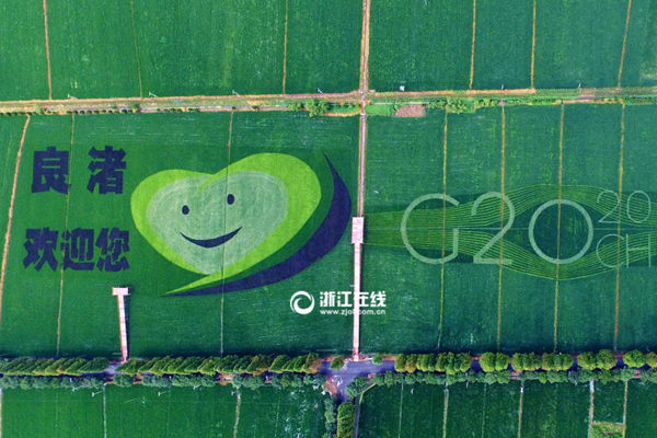 喜迎G20 杭州有片稻田种出了“笑脸”