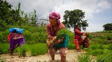 尼泊爾水稻種植季開始