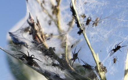 澳大利亚惊现漫天“蜘蛛雨”百万蜘蛛从天而降