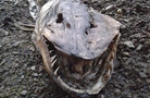 英国湖边惊现水怪尸体 满嘴利齿体长近2米(高清组图)