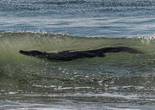 罕见！美海滩惊现身长2米短吻鳄【组图】