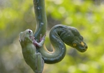摄影师在印尼捕捉到树蛙“与蛇共舞”惊险画面【组图】