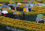 荷兰打造向日葵迷宫 纪念梵高逝世125周年（组图）