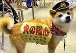 日本消防犬“可可”爆红网络（组图）