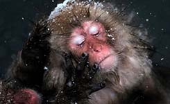 日本雪猴泡温泉(组图)
