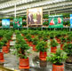红豆杉生物医药产业