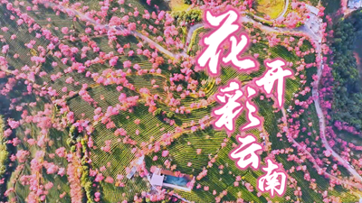 花开彩云南